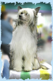 Chinese Crested