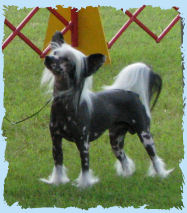 Chinese Crested