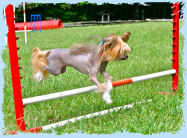 Chinese Crested