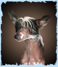 Chinese Crested