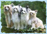 Chinese Cresteds