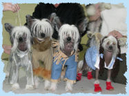 Chinese Crested