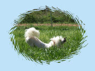 Chinese Crested