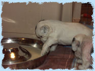 Chinese Crested