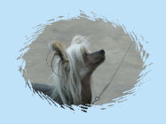 Chinese Crested