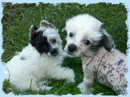 Chinese Crested