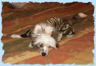 Chinese Crested