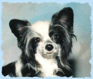Chinese Crested