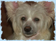 Chinese Crested