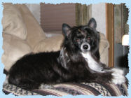 Chinese Crested