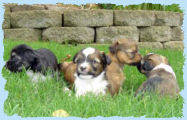 Chinese Crested