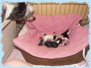 Chinese Crested