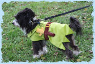 Chinese Crested
