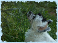 Chinese Crested