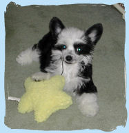 Chinese Crested
