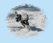 Chinese Crested