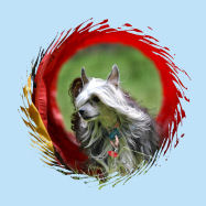 Chinese Crested