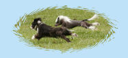 Chinese Crested