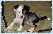 Chinese Crested