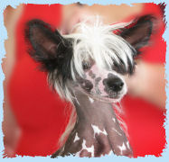 Chinese Crested