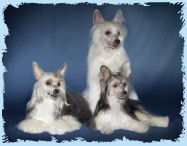 Chinese Crested