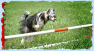 Chinese Crested