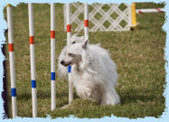 Chinese Crested