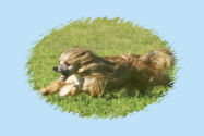 Chinese Crested