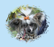 Chinese Crested