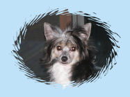 Chinese Crested