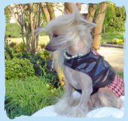 Chinese Crested