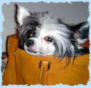 Chinese Crested