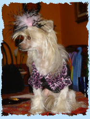 Chinese Crested