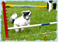 Chinese Crested