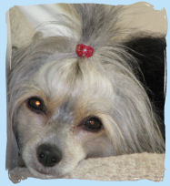 Chinese Crested
