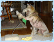 Chinese Crested
