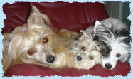 Chinese Crested