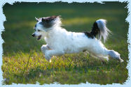 Chinese Crested