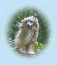 Chinese Crested