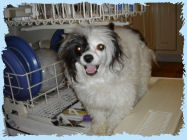 Chinese Crested