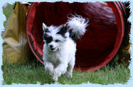 Chinese Crested